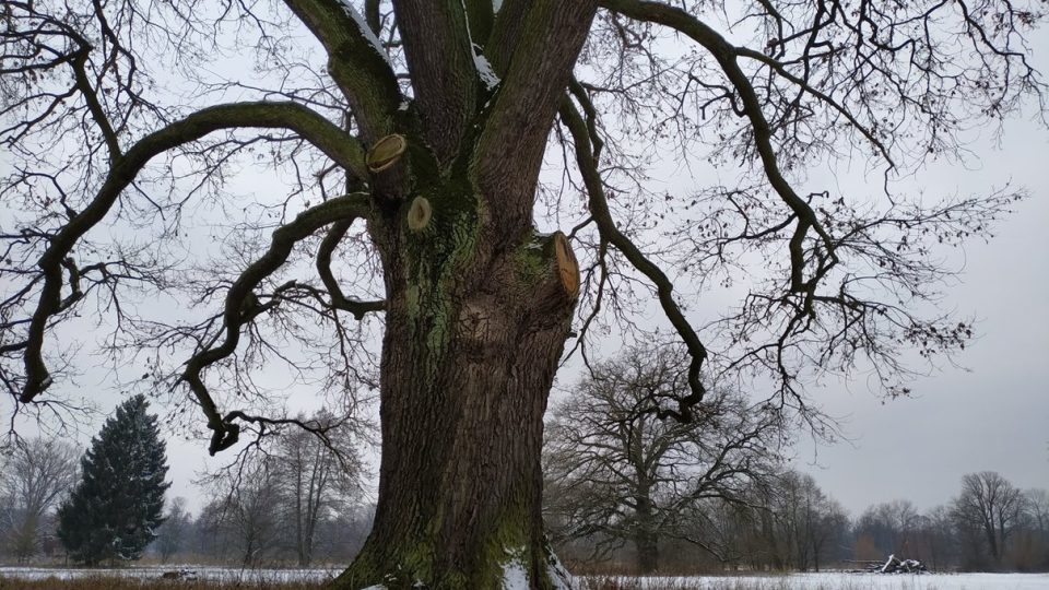 Bošínská obora je plná solitérních stromů, zřejmě plánovitě vysazených