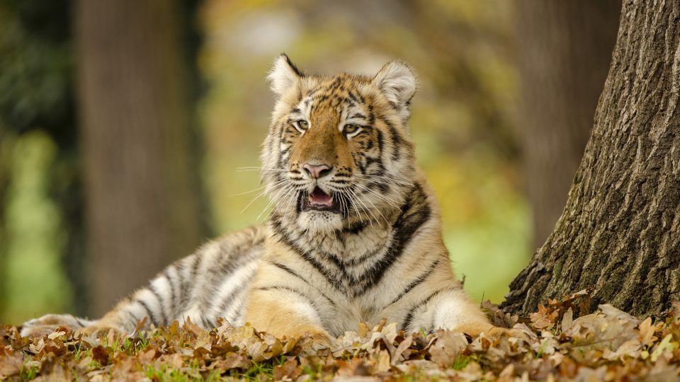 V chvojenecké zoo chovají i tygry