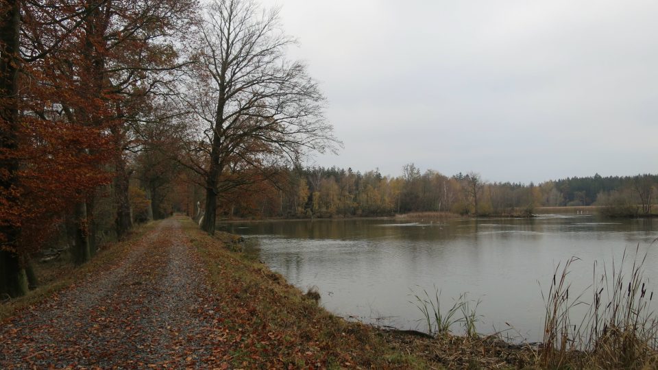 Hráz Starého rybníka ve Slavické oboře