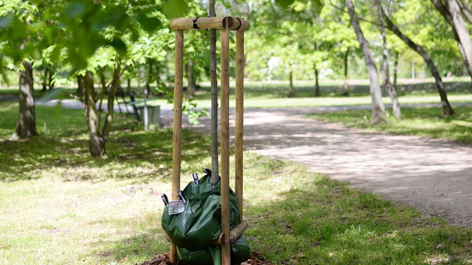 Vodní vaky zahradníci použivají třeba v pardubickém parku Na Špici
