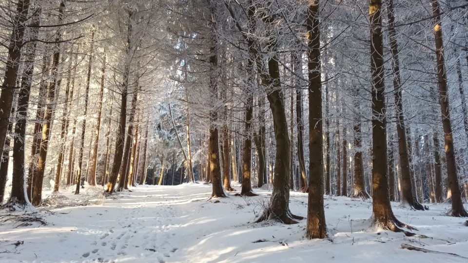 Cesta k rozhledně zasněženým lesem je doslova pohádková | foto: Silvie Pospíšilová, Český rozhlas Cesta k rozhledně zasněženým lesem je doslova pohádková