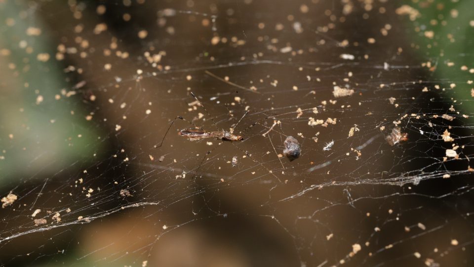 Ploštice štíhlenka pavoukomilná na síti pavouka pokoutníka