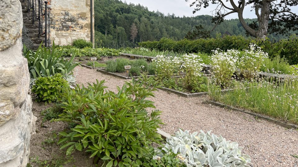 V gotických zahradách se pěstovaly bylinky, hlavně k léčebným účelům