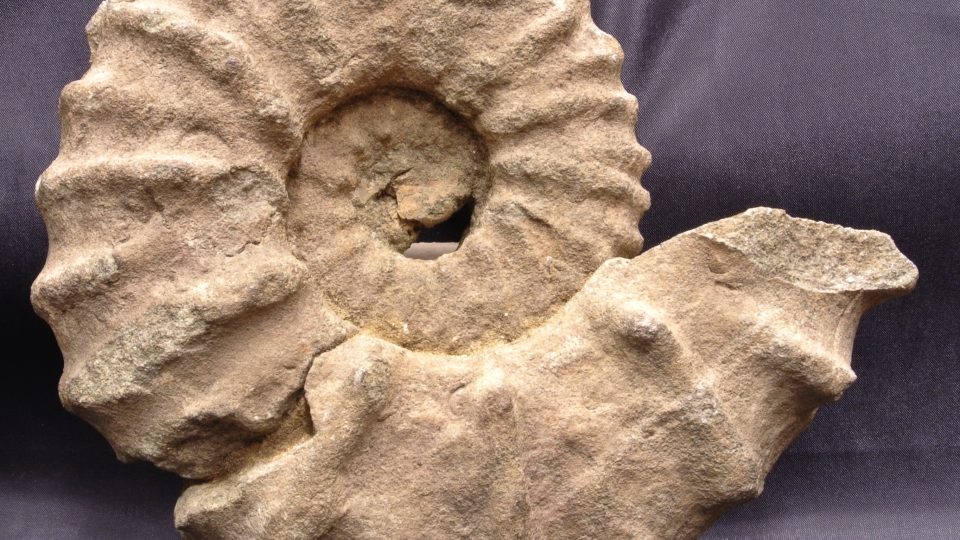 Amonit, zkamenělina hlavonožce, mořského živočicha, který žil při severovýchodním svahu Železných hor v období před 90 milióny let