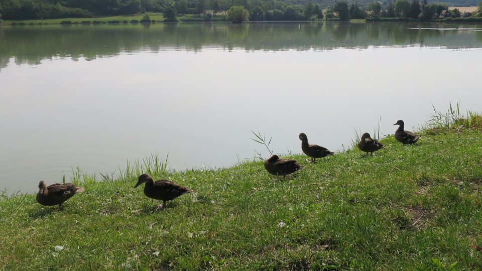 Kachny jsou nezbytnou součástí Voletického rybníka