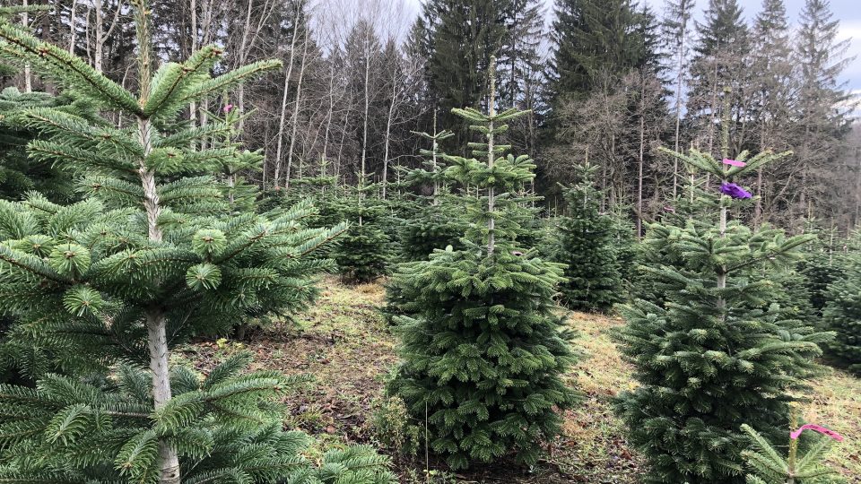 Devítileté stromky na plantáži v Českých Lhoticích