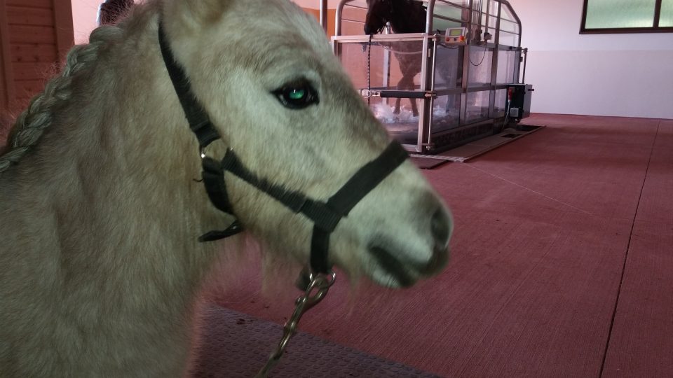 Shetlantský ponny funguje v centru jako společník, svou přítomností zklidňuje koně