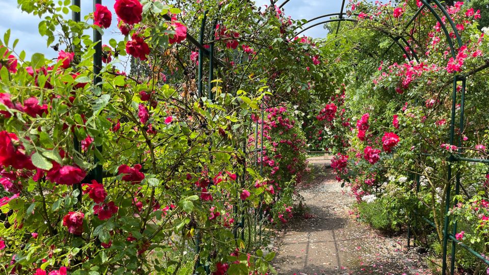 Růže v růžové zahradě zámku v Nových Hradech