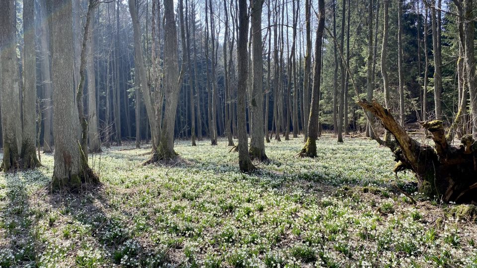 Lesy kolem Opatova patří k největším plochám, kde u nás kvetou bledule