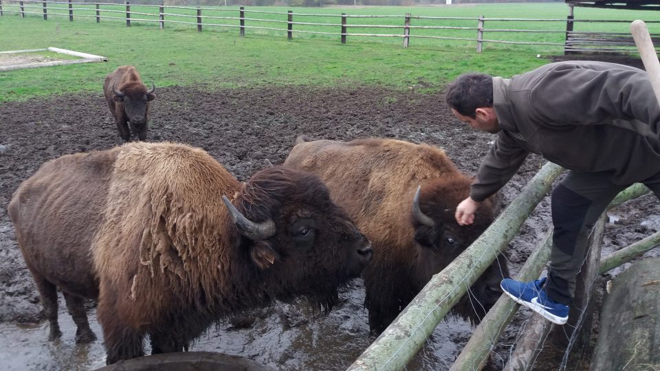 Stádo bizonů amerických chová na okraji Vysokého Chvojna Jiří Stárek