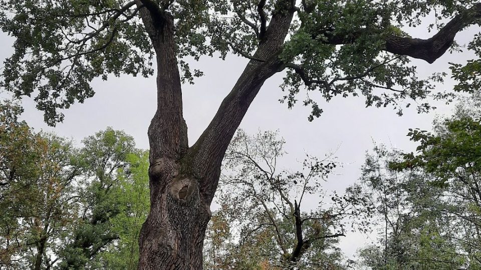 V zámeckém parku roste památný dub | foto: Iva Havlíčková, Český rozhlas V zámeckém parku roste památný dub
