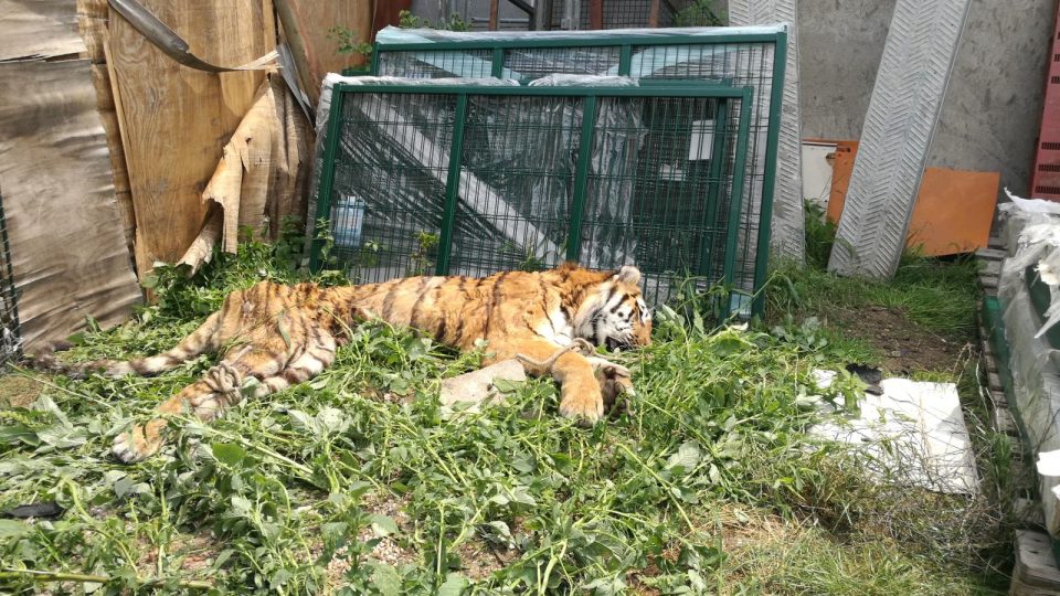 Útěk lva a dvou tygrů z Bioparku Štít na Hradecku 