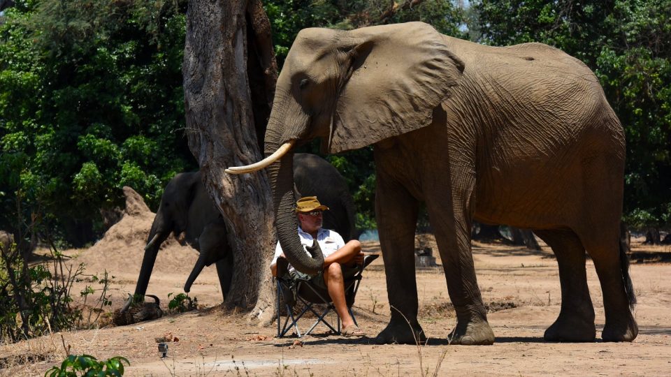 Odpočinek mezi slony