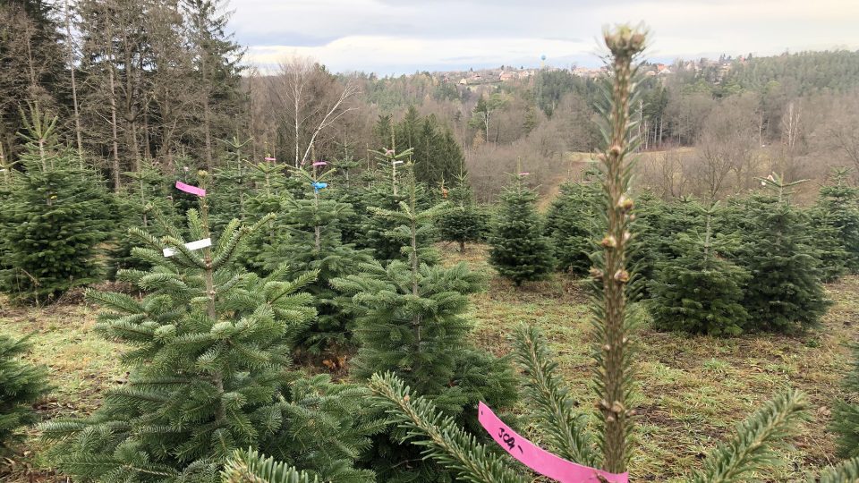 Plantáž vánočních stromků v Českých Lhoticích