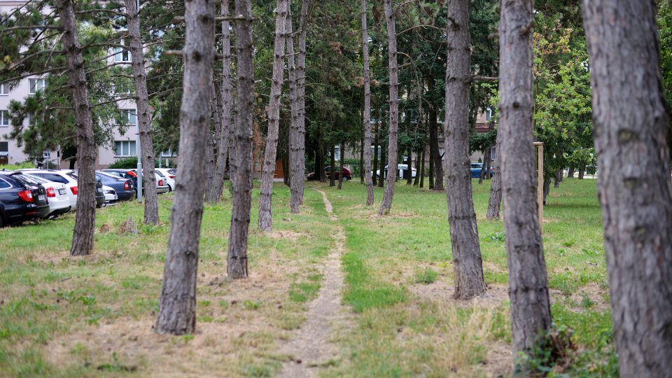Malý borový lesík v Ulici U Marka si oblíbili hlavně pejskaři