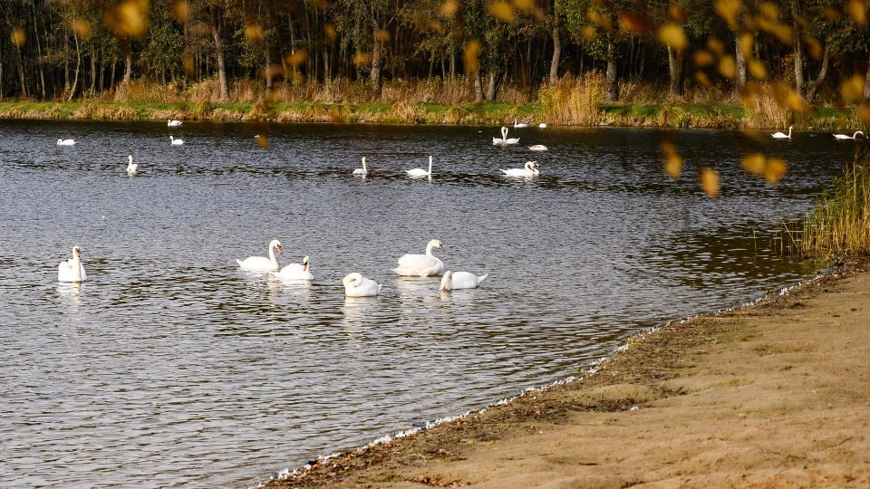 Desítky labutí se usadily na rybníku Rosnička u Svitav