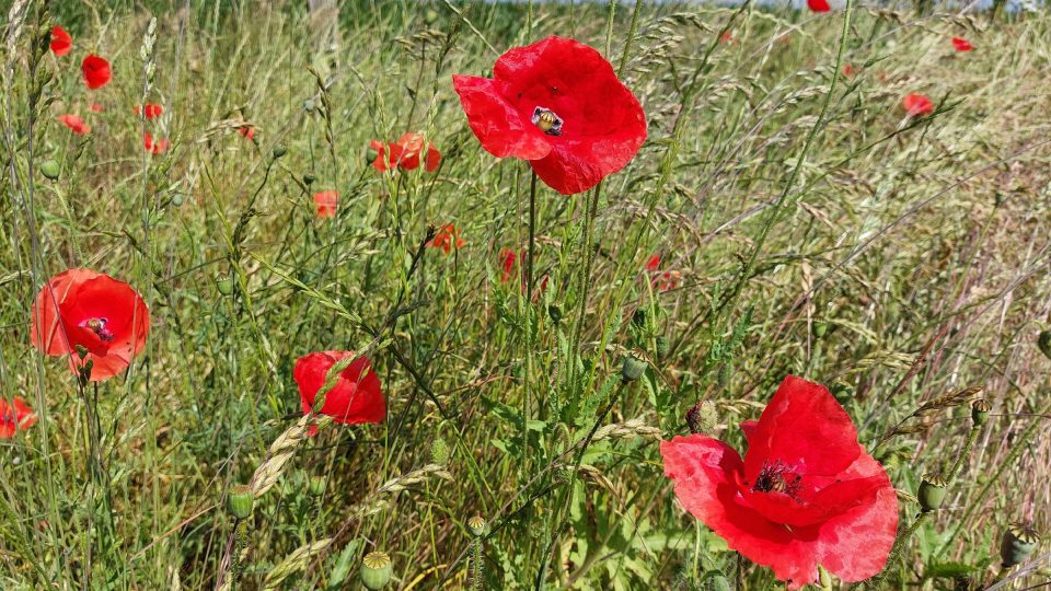 Jedlé jsou například i vlčí máky. ve volné přírodě je však třeba dávat pozor na možnou kontaminaci, například živočišným nebo chemickým hnojením polí