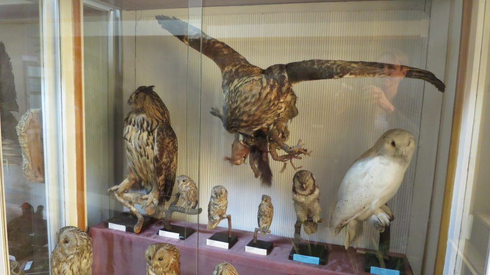 Městské muzeum Králíky má rozsáhlou sbírku vycpaných ptáků