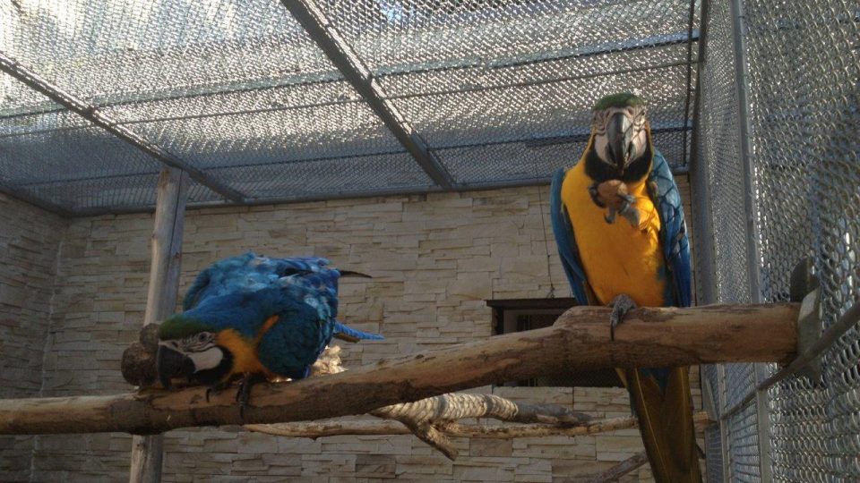 Pohled do voliéry papoušků Ara ararauna