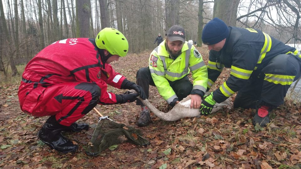 Mladá labuť byla převezena k ošetření a zotavení do Záchranné stanice Pasíčka