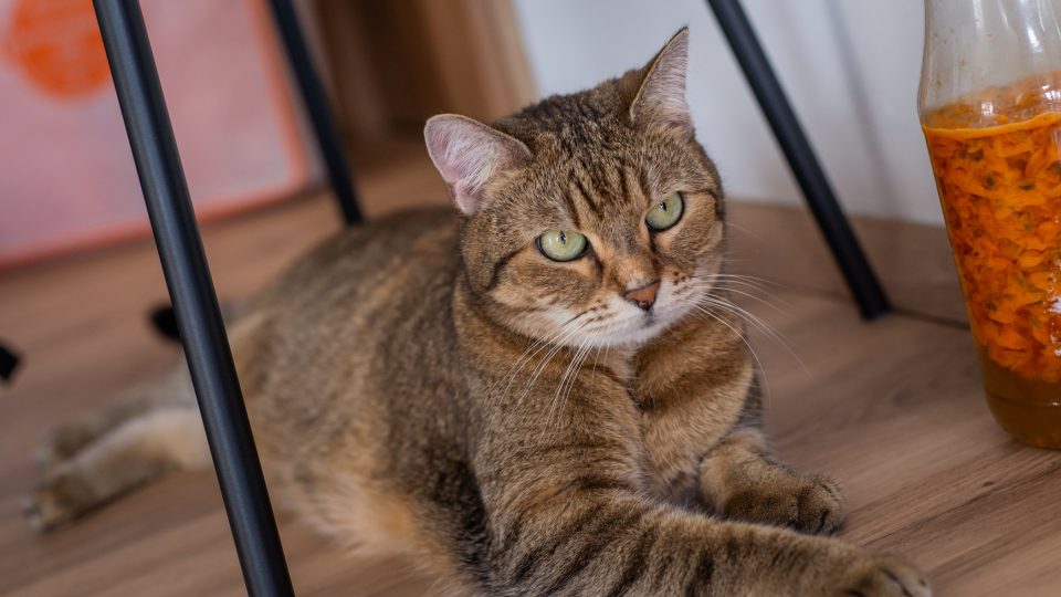 Na pečení dohlížela kočka Dominiky