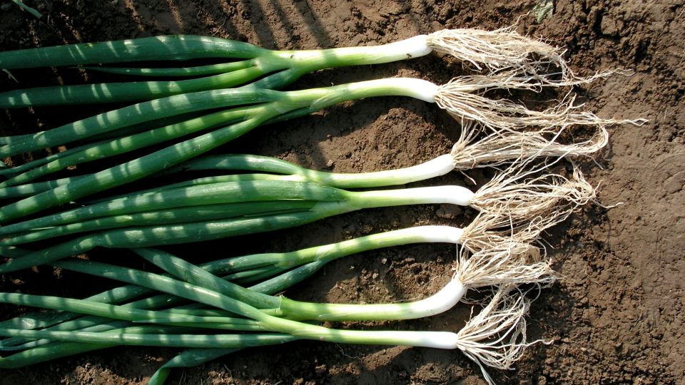 Cibule sečka neboli zimní přežívá v pohodě mrazy