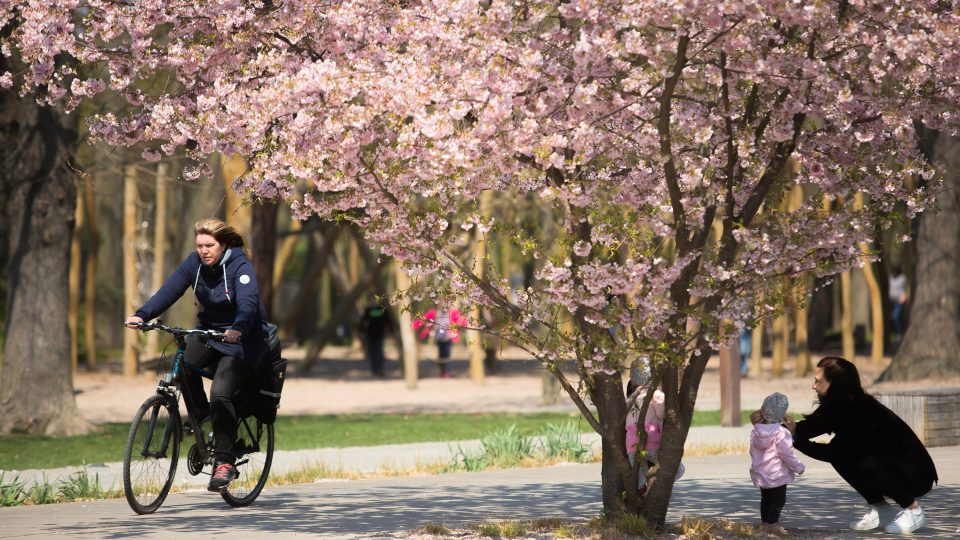 Rozkvetlé Tyršovy sady v Pardubicích