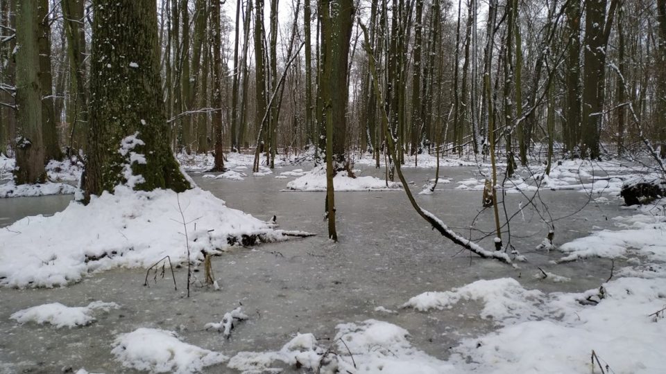Lužní les je součástí Bošínské obory