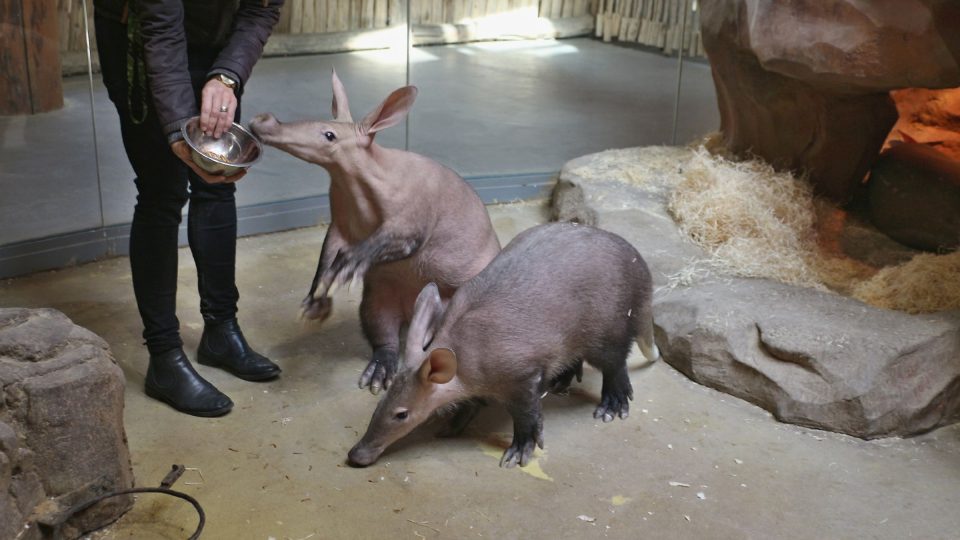 K jídlu dostávají hrabáči speciální kaši, rýži a ovoce