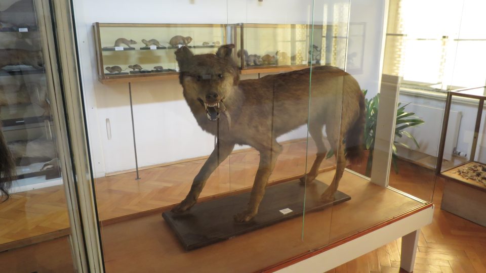 Nepsaným symbolem králického muzea se stal vycpaný vlk