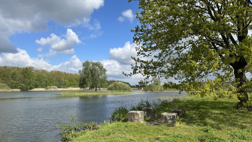 Bohdanečský rybník má dnes asi třetinovou rozlohu oproti minulosti