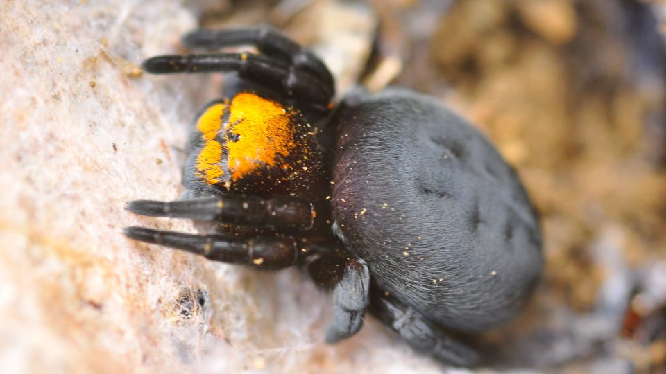 Mohutné samičky stepníka moravského (Eresus moravicus) jsou jedněmi z nejjedovatějších pavouků v naší fauně