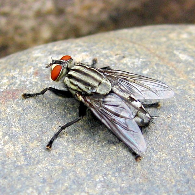 &quot;Jak se pozná chytrá moucha od hloupé?&quot; | foto: Fotobanka stock.xchng