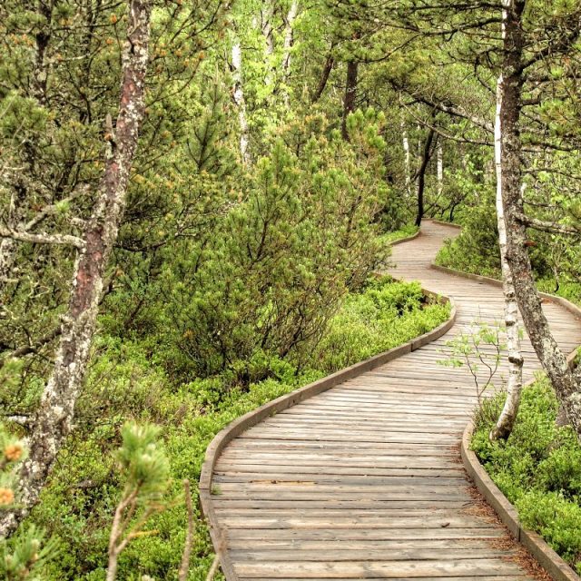 Les mohou návštěvníci procházet po pohodlném dřevěném chodníku  (ilustrační foto) | foto: Jan Rosenauer