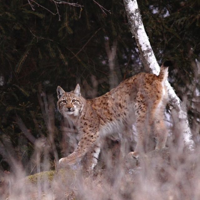 Rys ostrovid | foto: Marek Drha