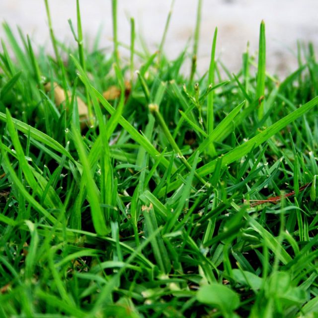 tráva,  trávník | foto: Fotobanka Pixabay