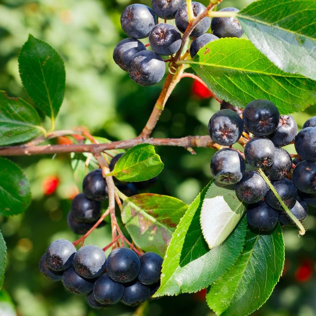 černý jeřáb | foto:  pixabay.com