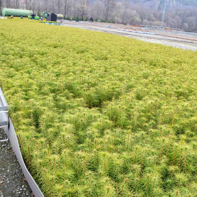 Zloději ukradli z orlickoústeckých lesů skoro 600 sazenic  (ilustrační foto) | foto: Michal Polášek