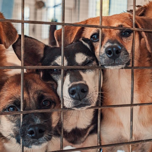 Každý pes si zaslouží domov  (Ilustrační foto) | foto: Shutterstock