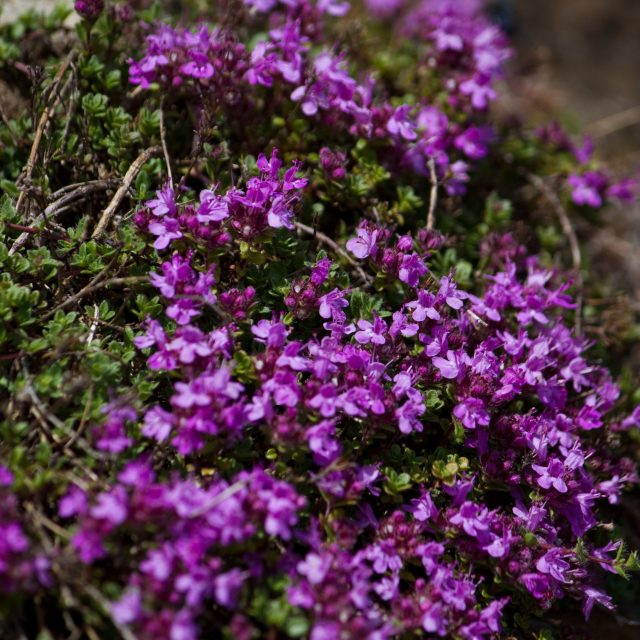Mateřídouška | foto: Profimedia