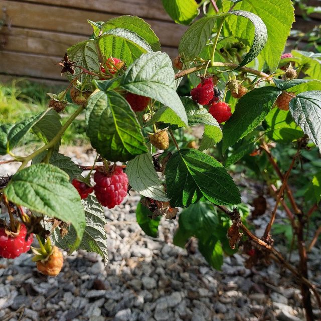 Maliník | foto: Irena Šarounová,  Český rozhlas