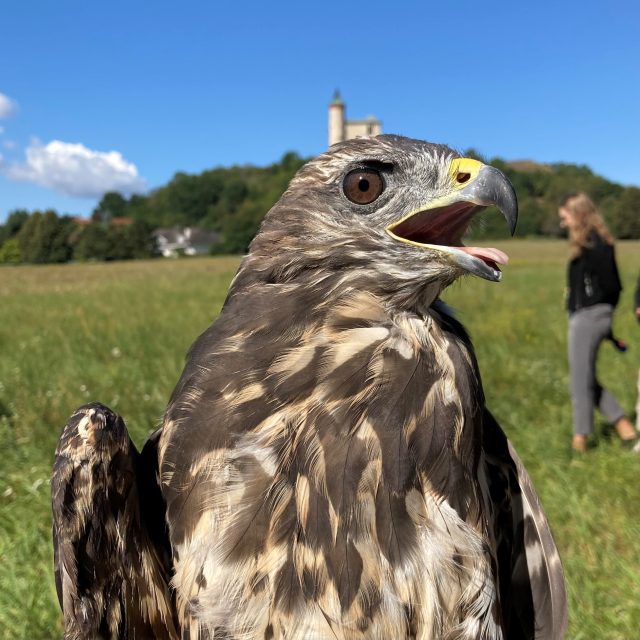 Ošetřovatelé vypustili u Kunětické hory skupinu vyléčených dravců | foto: Josef Kopecký,  Český rozhlas