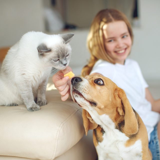 Češi domácí mazlíčky milují | foto: Shutterstock