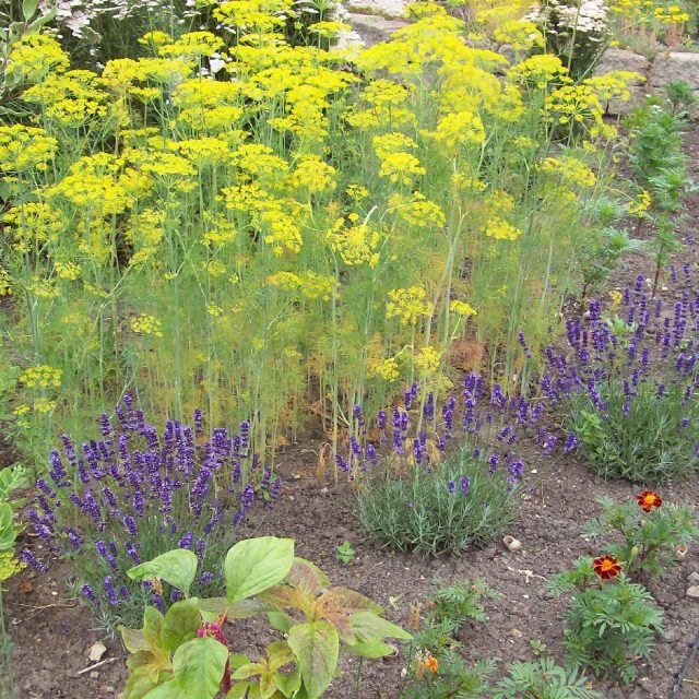 Levandule v zahradě | foto: Stanislava Brádlová,  Český rozhlas
