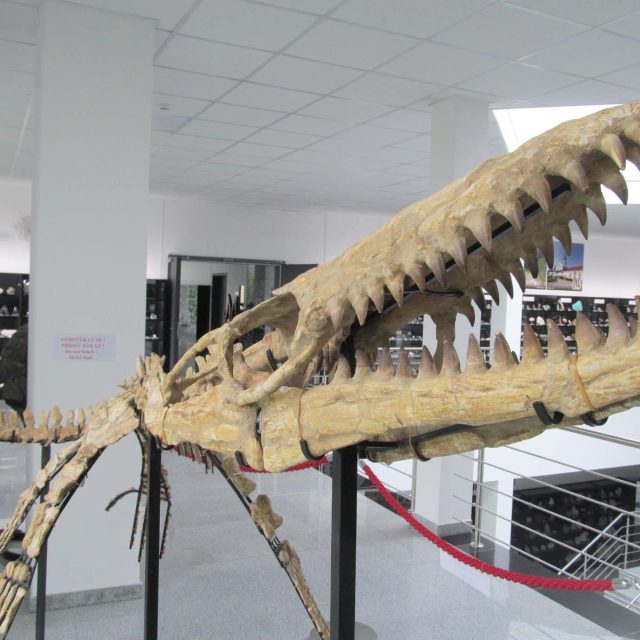 Unikátní kostra pravěkého Mosasaura je další ozdobou Galerie minerálů ve Dvoře Králové nad Labem | foto: Galerie minerálů ve Dvoře Králové nad Labem