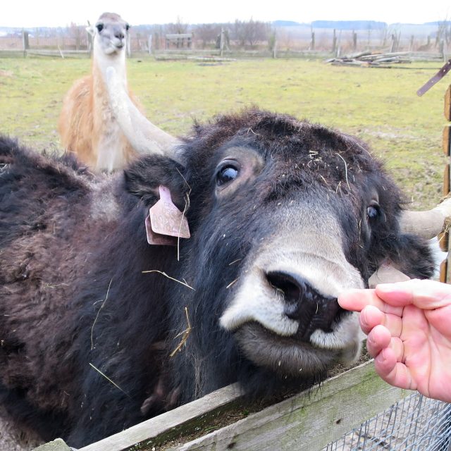 Jak domácí ve výběhu Zahrady Harta u Vysokého Mýta | foto: Tereza Brázdová,  Český rozhlas