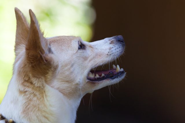 Kliknutí klikrem znamená pro psa odměnu | foto: Fotobanka Pixabay,  CC0 1.0