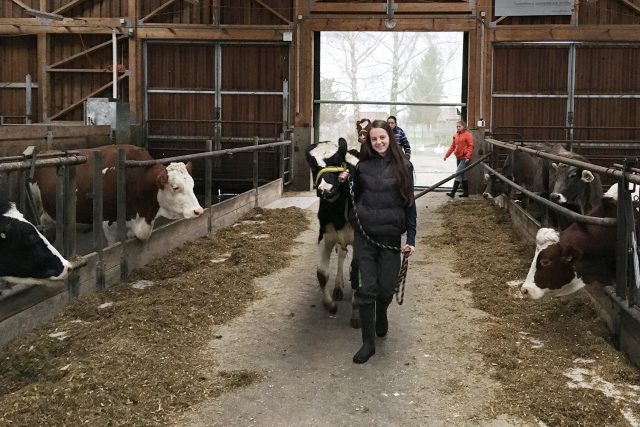 Studenti Střední zemědělské školy v Lanškrouně pečují o jalovice ve školním kravíně | foto: Josef Ženatý,  Český rozhlas