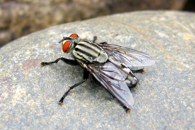 &quot;Jak se pozná chytrá moucha od hloupé?&quot; | foto: Fotobanka stock.xchng