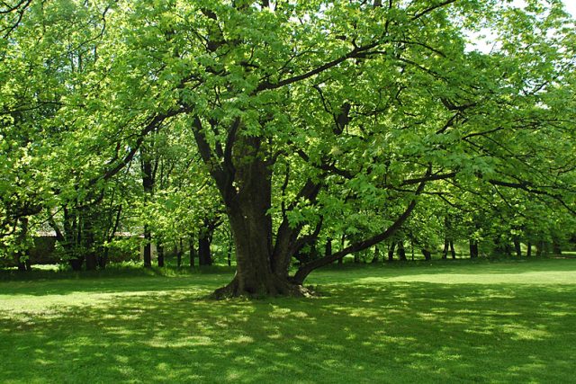 Na okrajích parku budou vysazeny stromy s velkými korunami  (ilustrační foto) | foto: Ivana Filipová